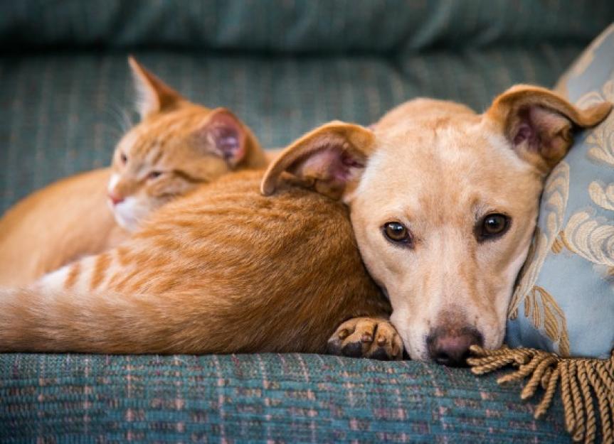 Dog and Cat Everything You Need to Know PetMD