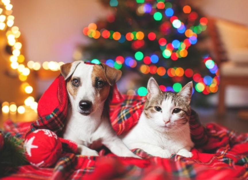 10 Tipps zur Sicherheit von Haustieren für die Feiertage