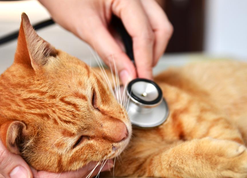 High Blood Sugar in Cats
