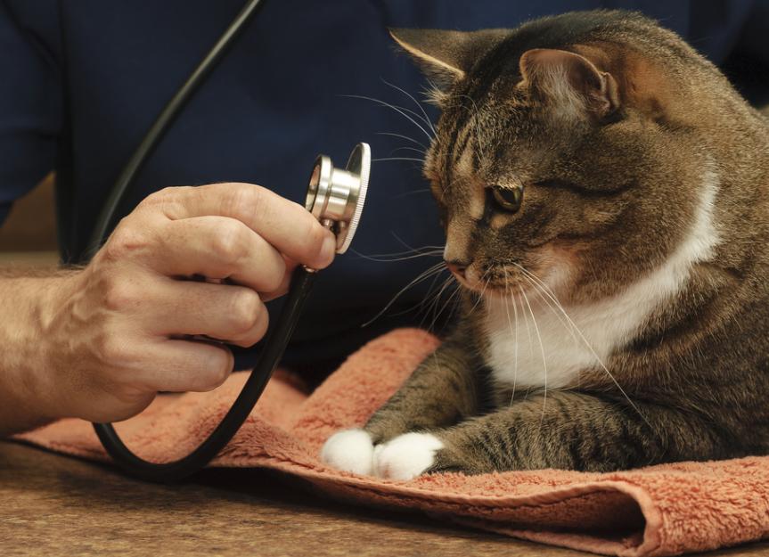 High Cholesterol in Cats