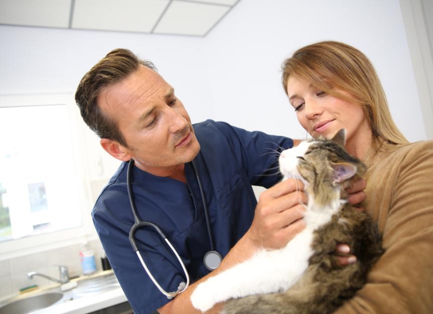 Kidney Disease Caused by Multiple Cysts in Cats