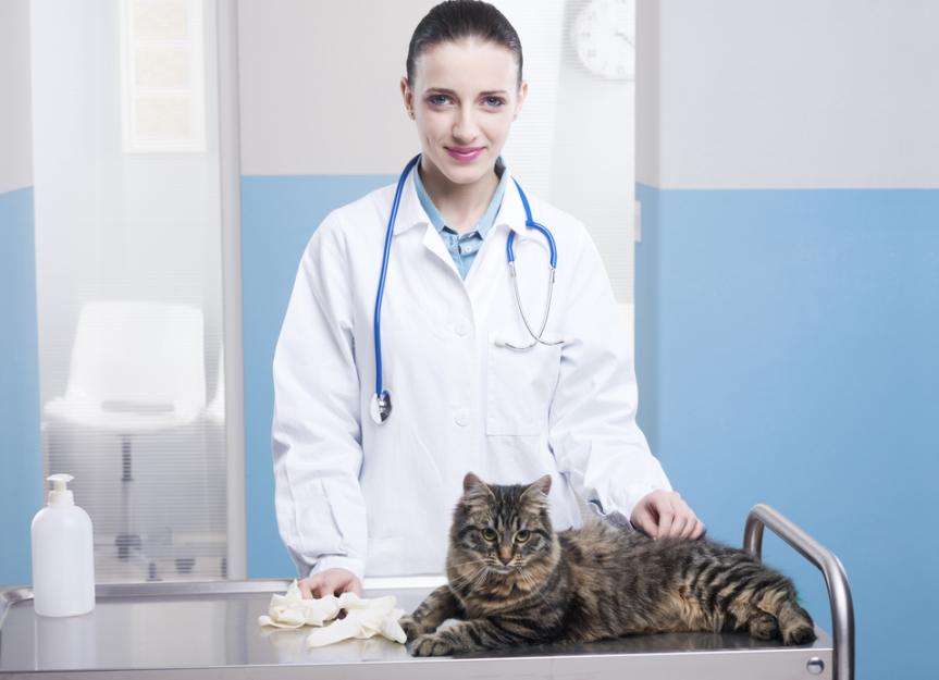 肝癌(肝癌)猫