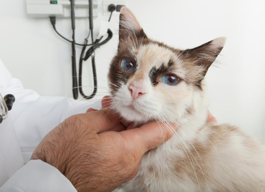 Nose Cancer in Cats