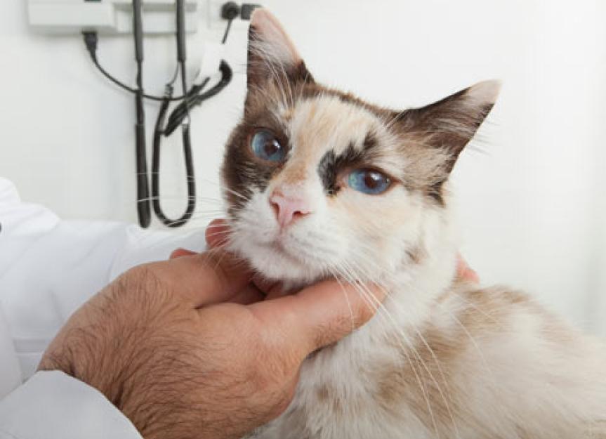 与猫接种疫苗相关的肿瘤