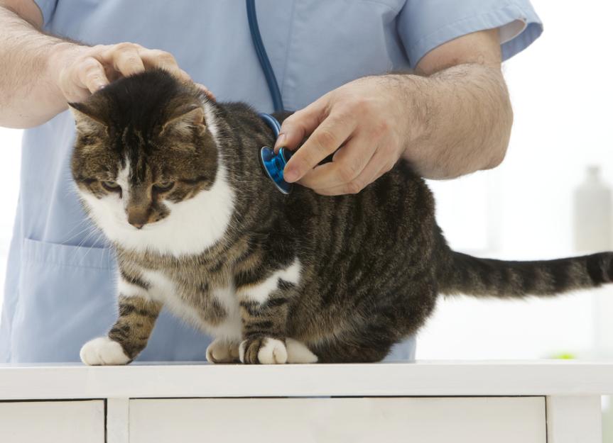 Liver Inflammation (Chronic) in Cats PetMD