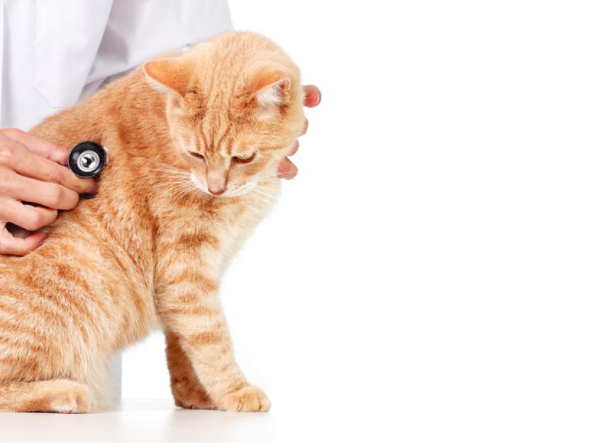 Paralysisinducing Spinal Cord Disease in Cats PetMD