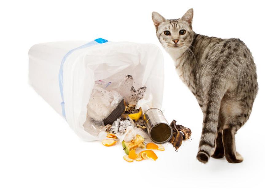 Destructive Behavior in Cats PetMD