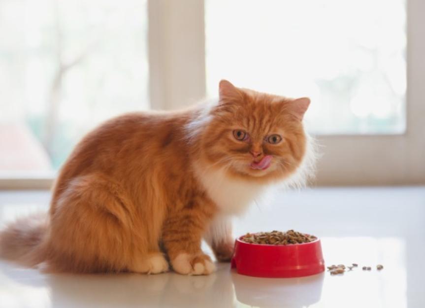 Cat Dieting How to Help Your Cat Lose Weight PetMD