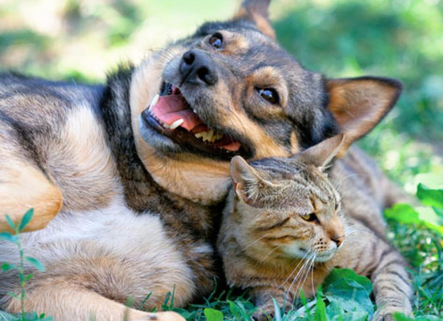猫和狗可以和平地生活在一起吗?