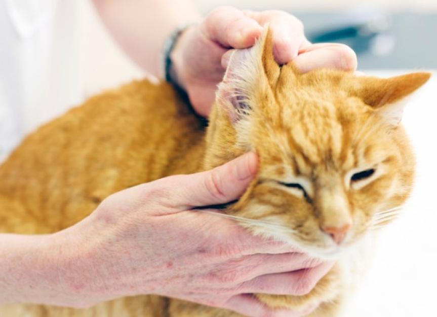 What Does It Mean When Your Cat Is Scratching Her Ears?