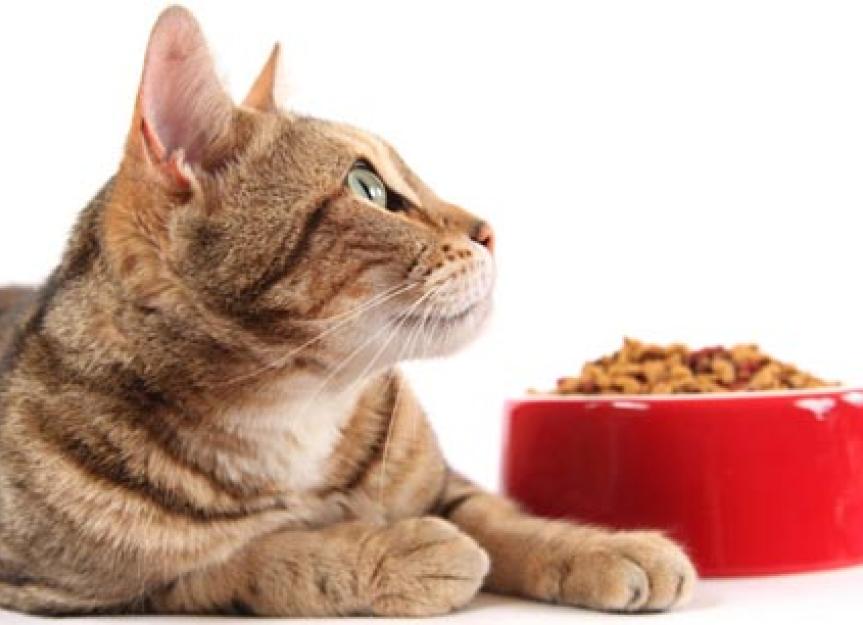 在你的猫的营养环境影响