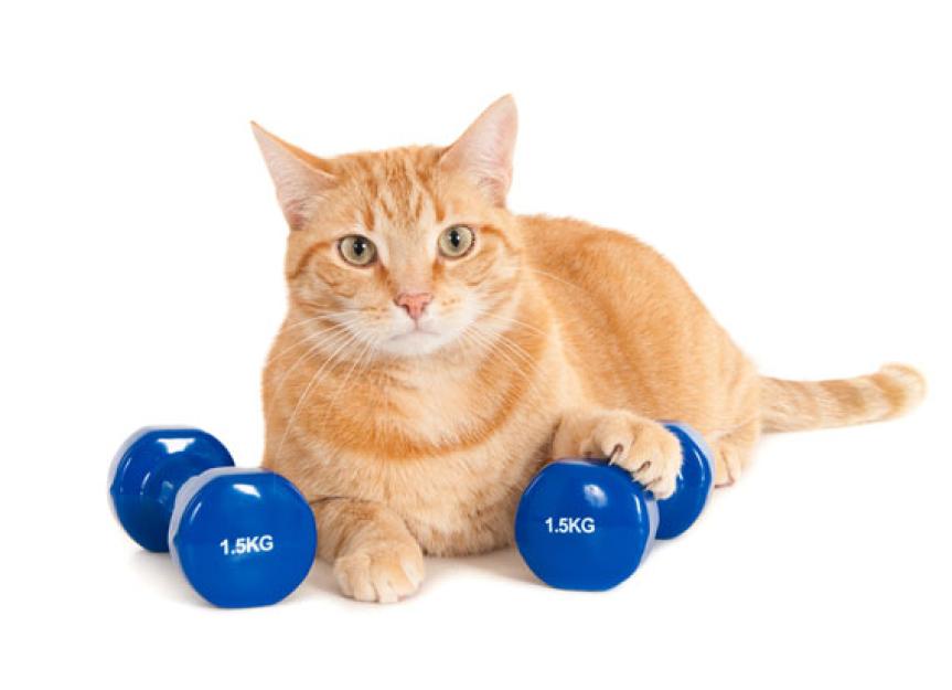 基因研究如何帮助你的猫减肥