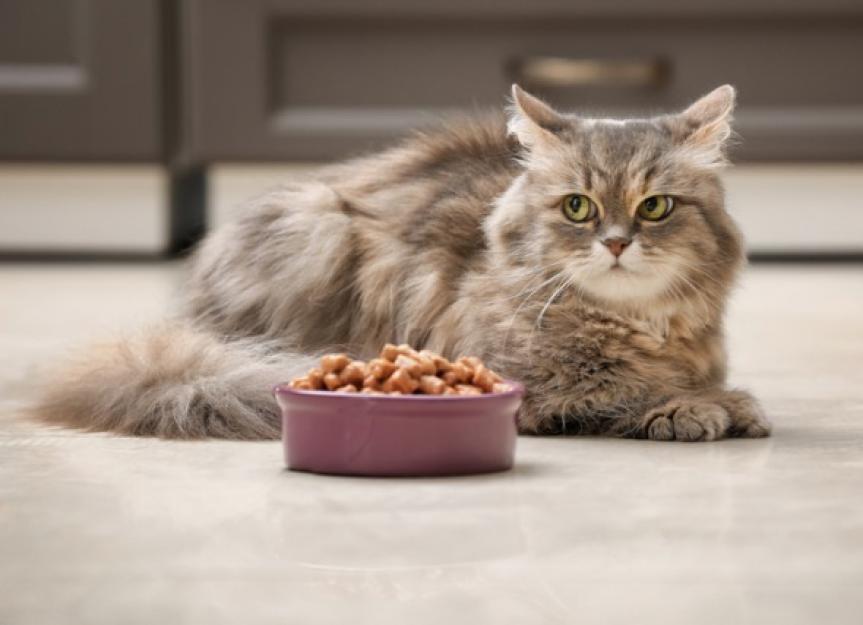 猫能吃狗粮吗?