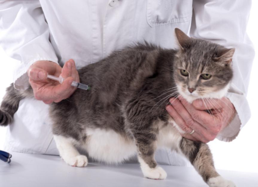 The Cat Flea Vaccination: What You Should Know