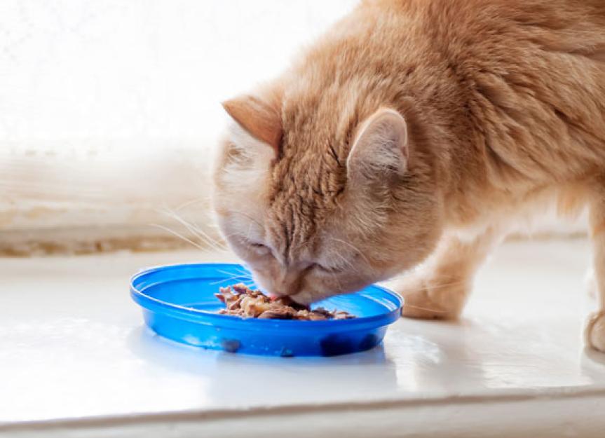 Chronic Kidney Disease in Cats: Monitoring Nutrition is Essential