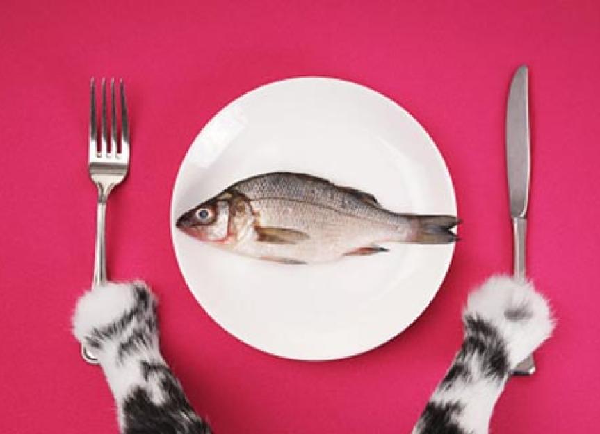 The Differences Between Cat Food and Dog Food