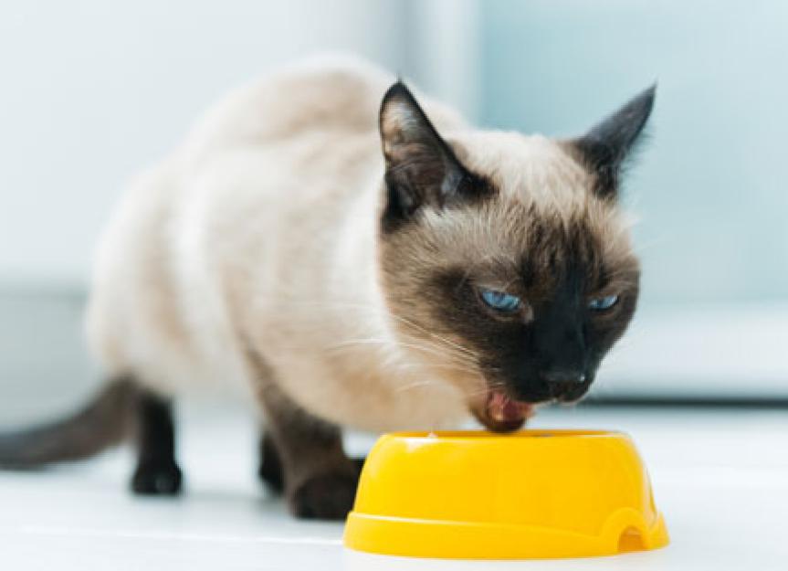 5种方法让你知道你的猫粮值多少钱