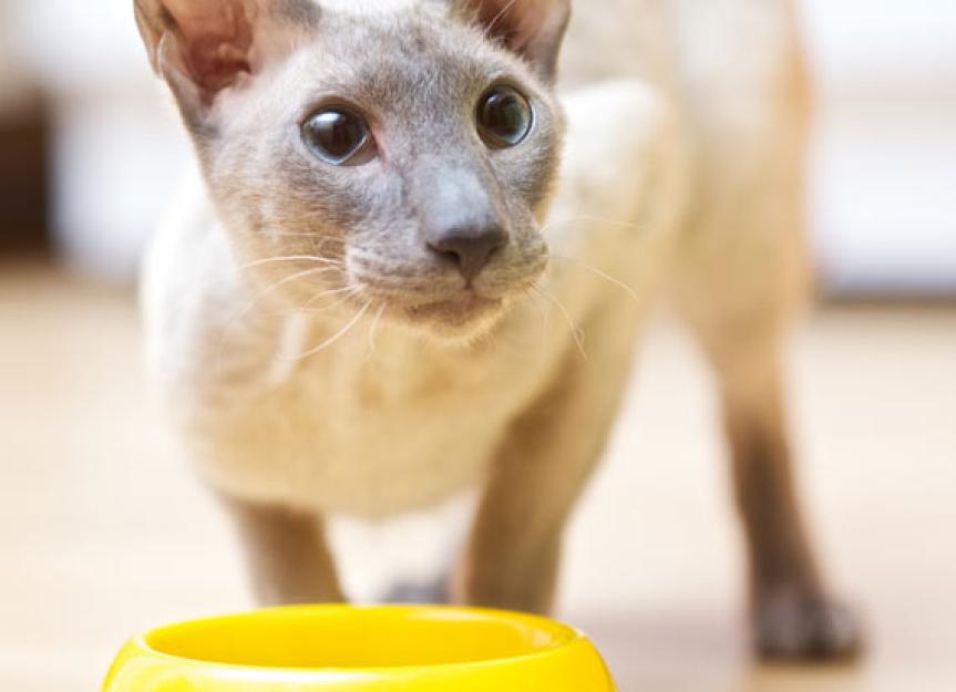 4 Reasons Life Stage Diets Help Improve Cat Health