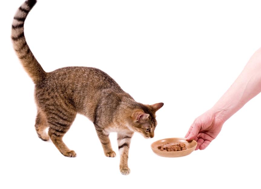 6 Healthy Treat Ideas for Cats PetMD