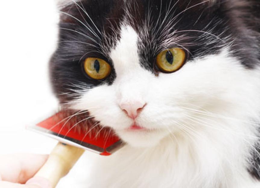 What to Do About Cat Hairball Problems PetMD