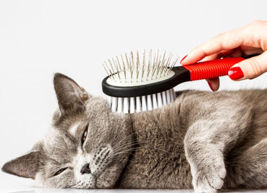 Cat Hairball Problems? Learn Why They Happen and How to Help PetMD