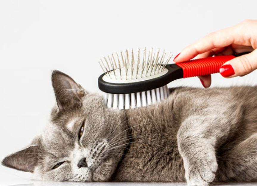 Cat Hairball Problems? Learn Why They Happen and How to Help