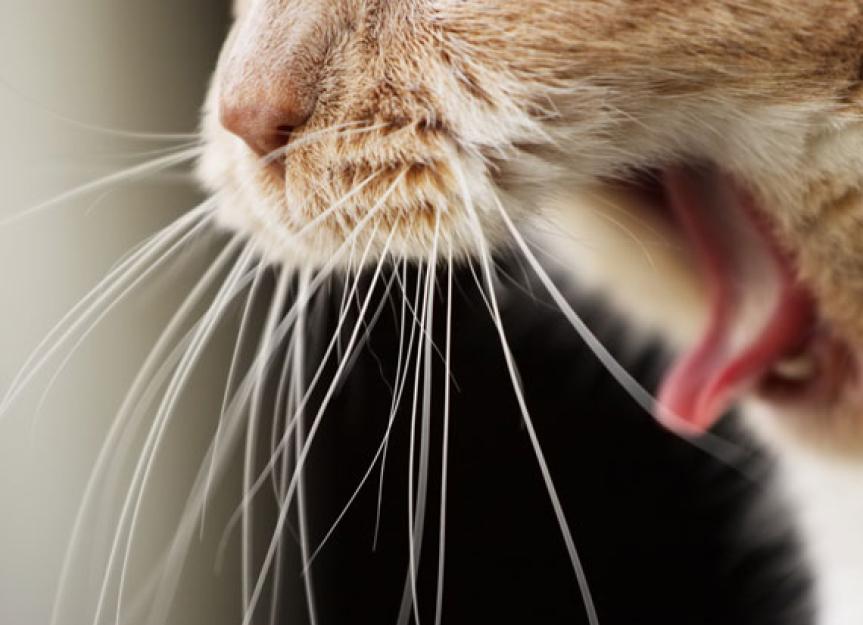 Should I Be Worried About My Cat's Hairballs?
