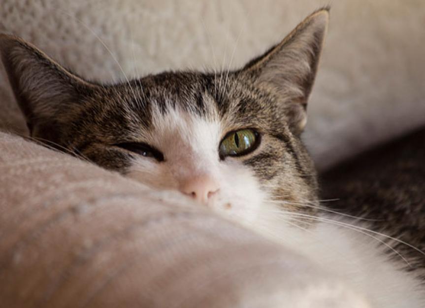 赖氨酸补充剂对猫的作用受到审查