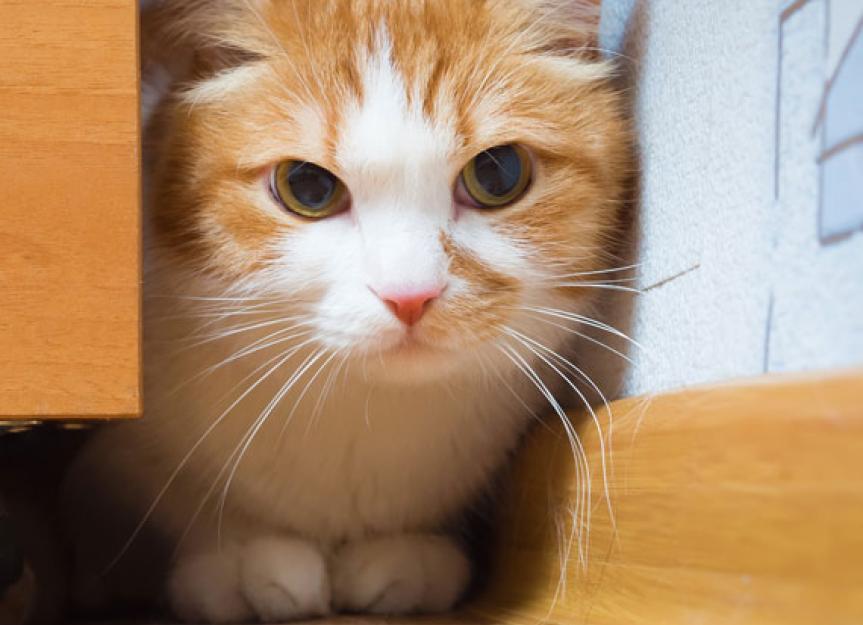 5 Signs Your Cat is Stressed (and How to Relieve it)