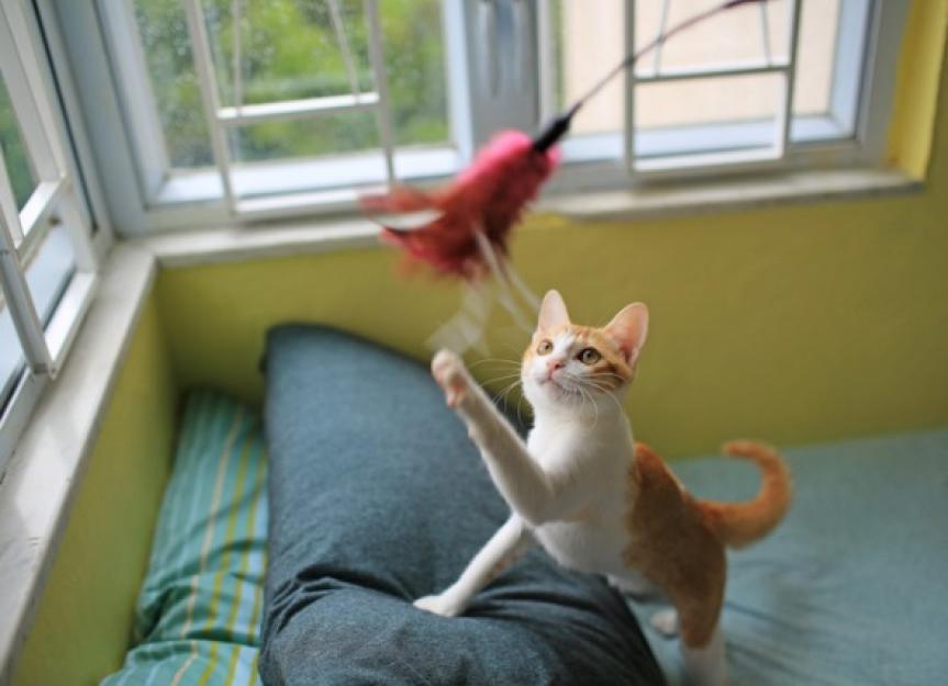 How Long Should You Play With Your Cats Each Day? PetMD