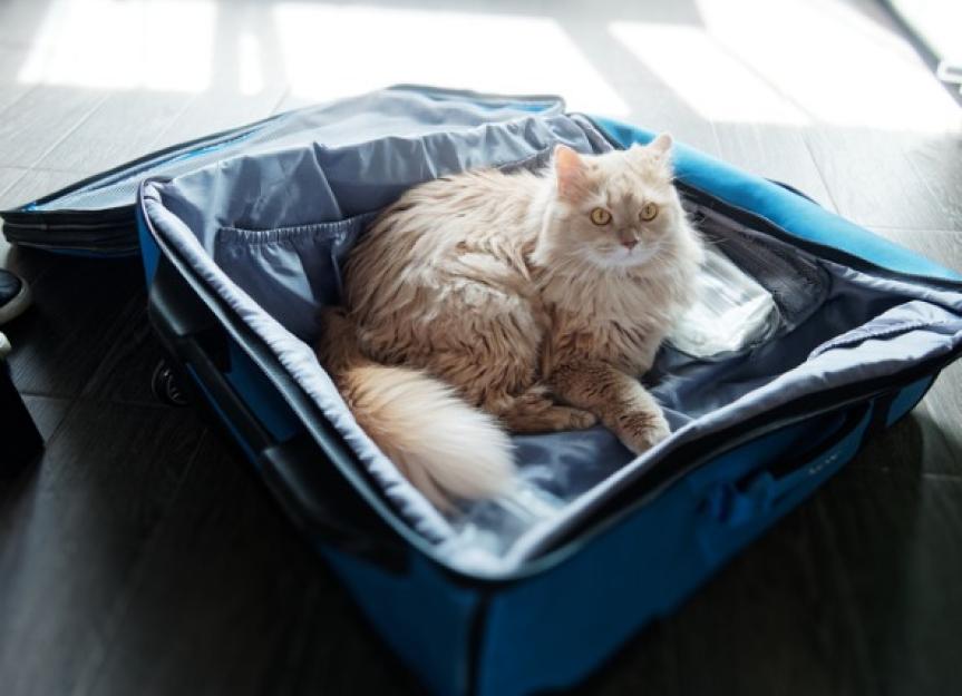 How to Travel With a Cat PetMD
