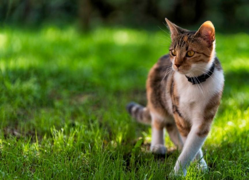 4 Cat Gadgets to Keep Your Kitty Safe Outdoors