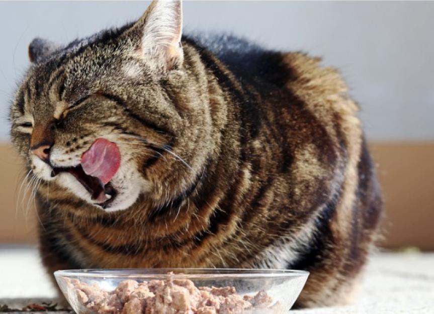 如何计算喂猫需要多少湿食物