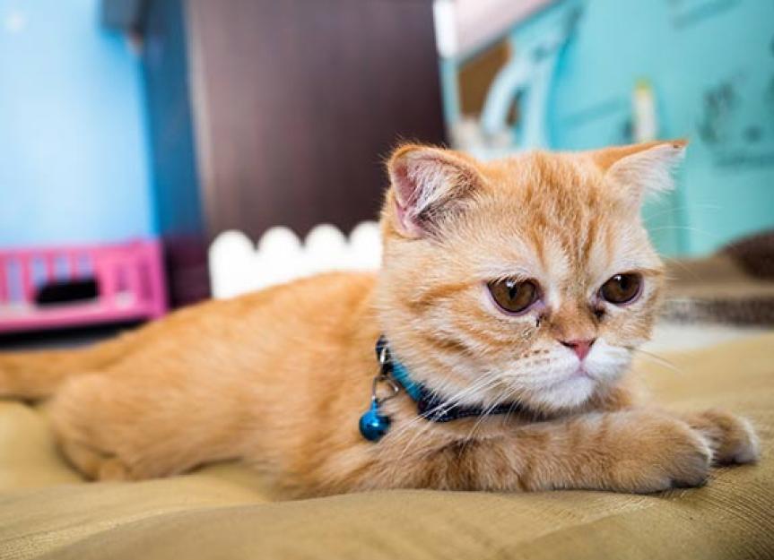 10 things you can't forget when your cat's got chronic renal disease