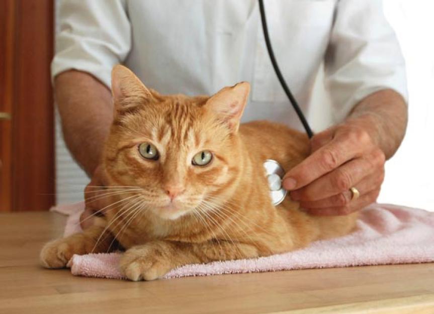 Cat Kidney Transplant – The Health of Both the Recipient and Donor Matters