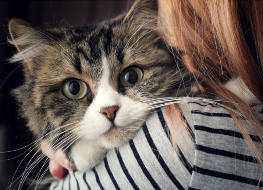 为什么会有一只猫女士:研究表明女猫主人最得益于有一个宠物吗