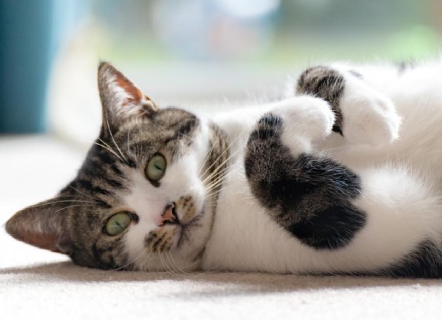 炎症性肠病(IBD)猫:原因,症状,治疗