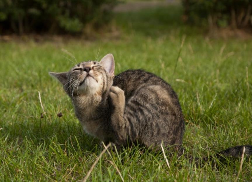 can dogs and cats have head lice