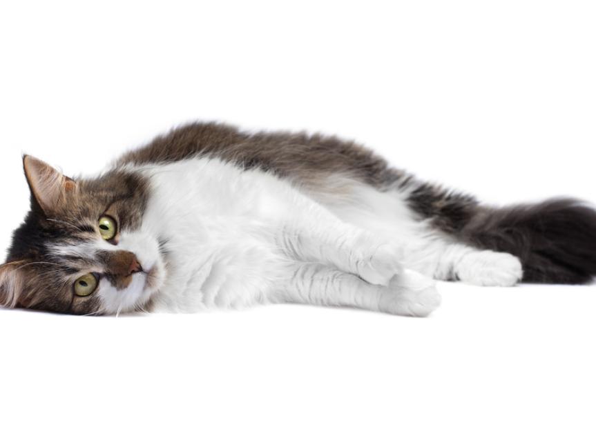 Advil Poisoning in Cats