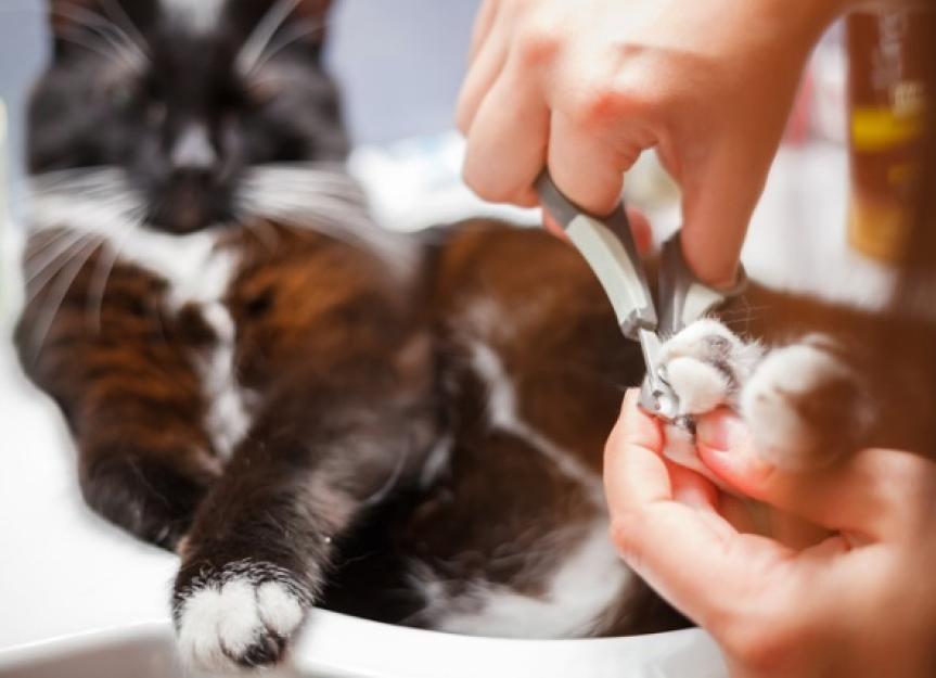 你应该多久给猫修剪一次指甲?