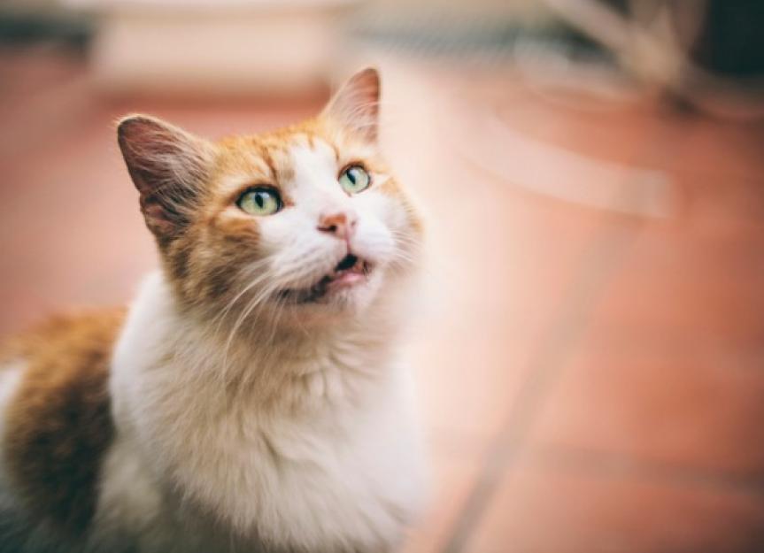 5 Common Cat Noises and What They Mean - All About Cats