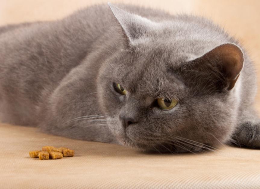 为什么你的猫不能没有食物