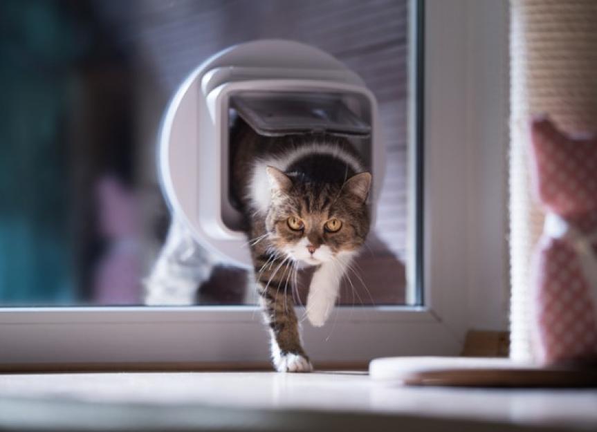 Why You Might Actually Need a Cat Door