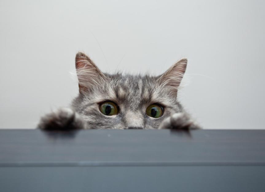 Crinkling Tin Foil and Other Sounds Can Cause Seizures in Cats PetMD