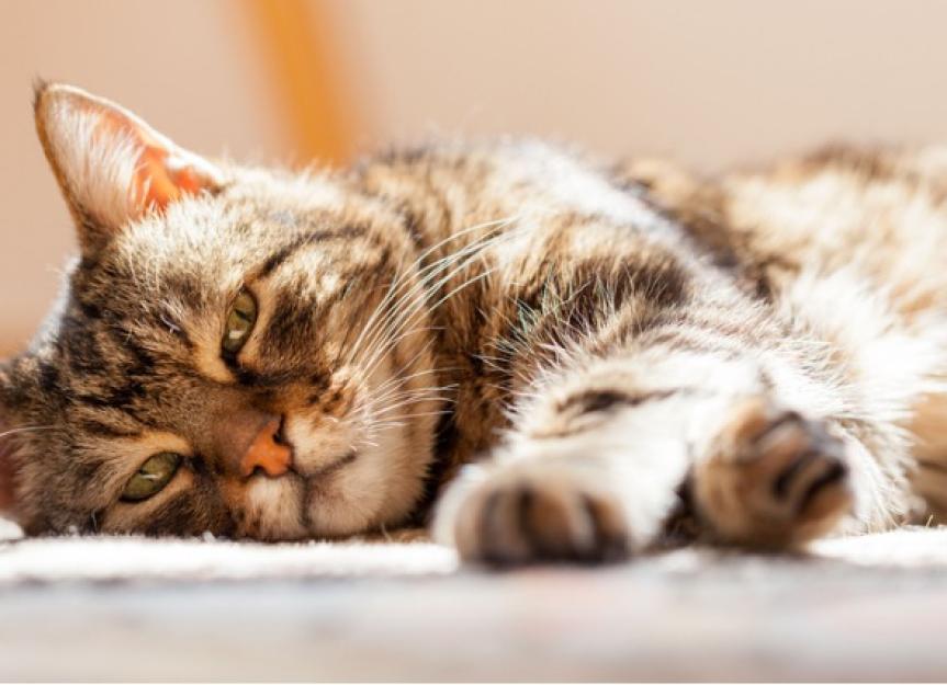 6 Reasons Why Your Cat Is Not Eating and What To Do PetMD