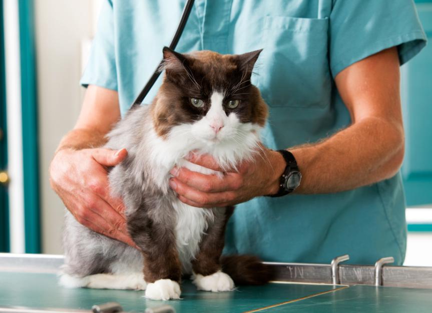 Intestinal Viral Infection (Rotavirus) in Cats