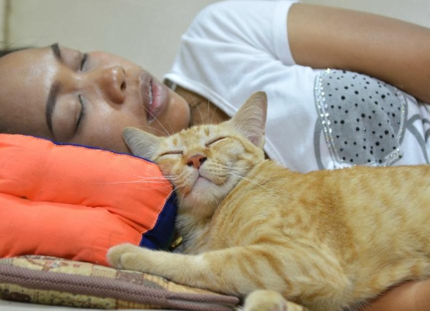 关于猫的奇怪事实:“为什么我的猫睡在我头上?”