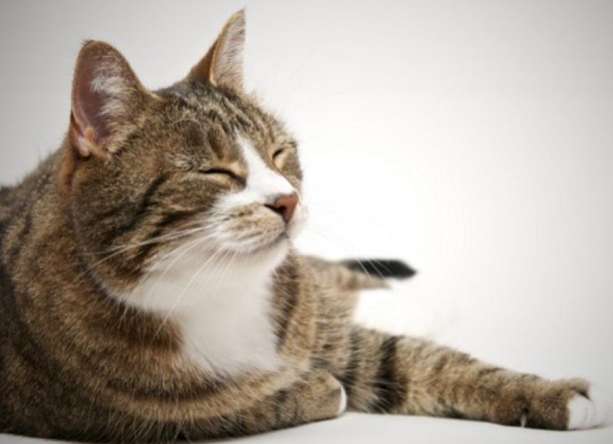 How to Bond with a Senior Cat PetMD