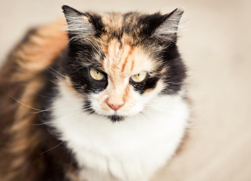 Cat Sneering: What Is the Flehmen Response?