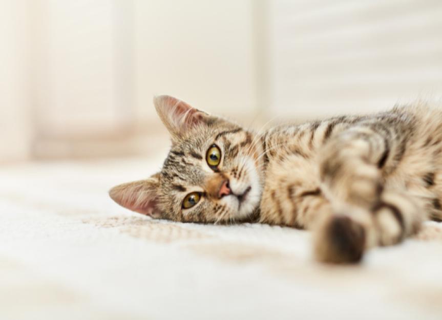 Symptoms, Causes, and Treatment for Stroke in Cats PetMD